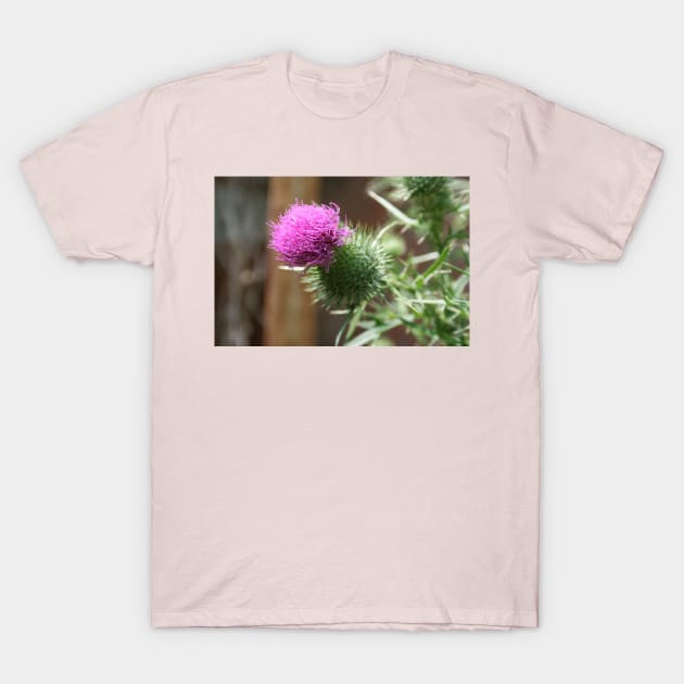 Thistle T-Shirt by Rob Johnson Photography